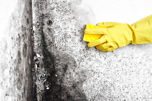 Best Black Mold Removal  in Taneytown, MD